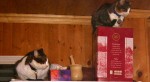smallspacecats2 smallspacecats2