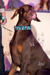 Paws for the Cause 2012 Ryan Emberley 8 100x150 Celebrating Pets Welfare at Paws for the Cause